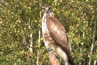 65174 Buteo buteo (Poiana, giovane)